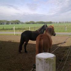 Anden særlig race Chili af HedegaardenSOLGT