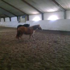 Anden særlig race Chili af HedegaardenSOLGT