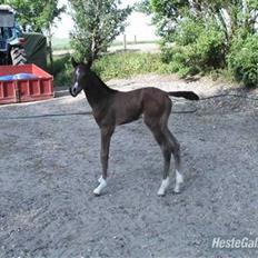 DSP Stidsbjergs Night Whisper