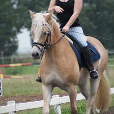 Haflinger Mirabell