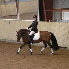 New Forest Texas"Stjerne-ponyen" Solgt*