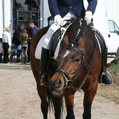 Anden særlig race st. oliver af vsr