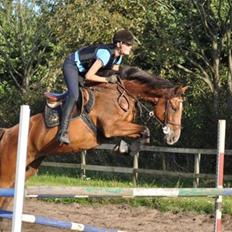Hannoveraner Diana