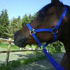 Anden særlig race st. oliver af vsr