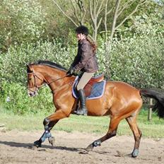 Hannoveraner Diana