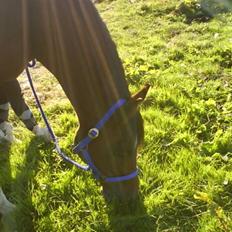 Anden særlig race st. oliver af vsr