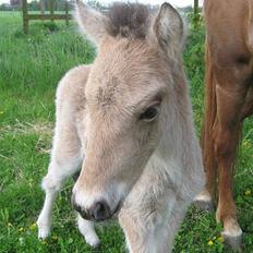Islænder Asni fra Tiset