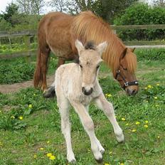 Islænder Asni fra Tiset