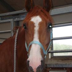 Dansk Varmblod Enekærs 'Devito