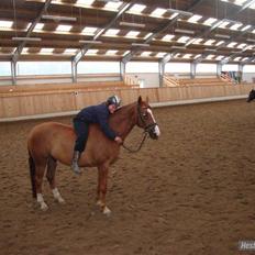 Dansk Varmblod Enekærs 'Devito