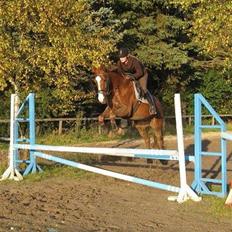 Dansk Varmblod Enekærs 'Devito