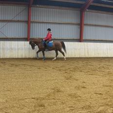 Tysk Sportspony Dancer