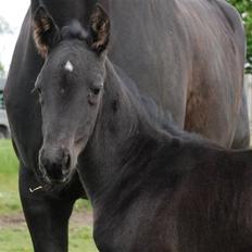 Dansk Varmblod Kalhave's Miss Noir