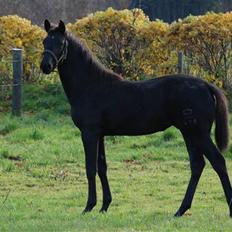 Dansk Varmblod Kalhave's Miss Noir