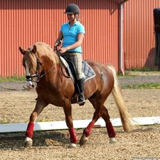 Anden særlig race Dream Come True <3