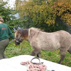 Islænder Skuggi fra Alskær