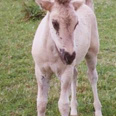 Islænder Skuggi fra Alskær