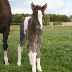 Islænder Duna Fra Ørnholm