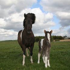 Islænder Duna Fra Ørnholm