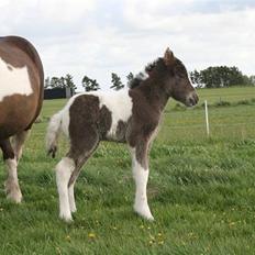 Islænder Duna Fra Ørnholm