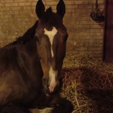 Dansk Varmblod Alamit