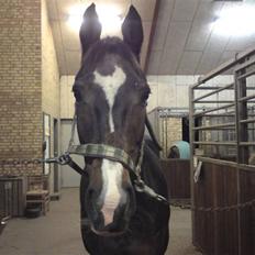 Dansk Varmblod Alamit