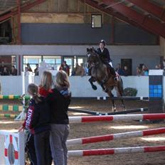 Dansk Varmblod Alamit