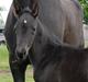 Dansk Varmblod Kalhave's Miss Noir