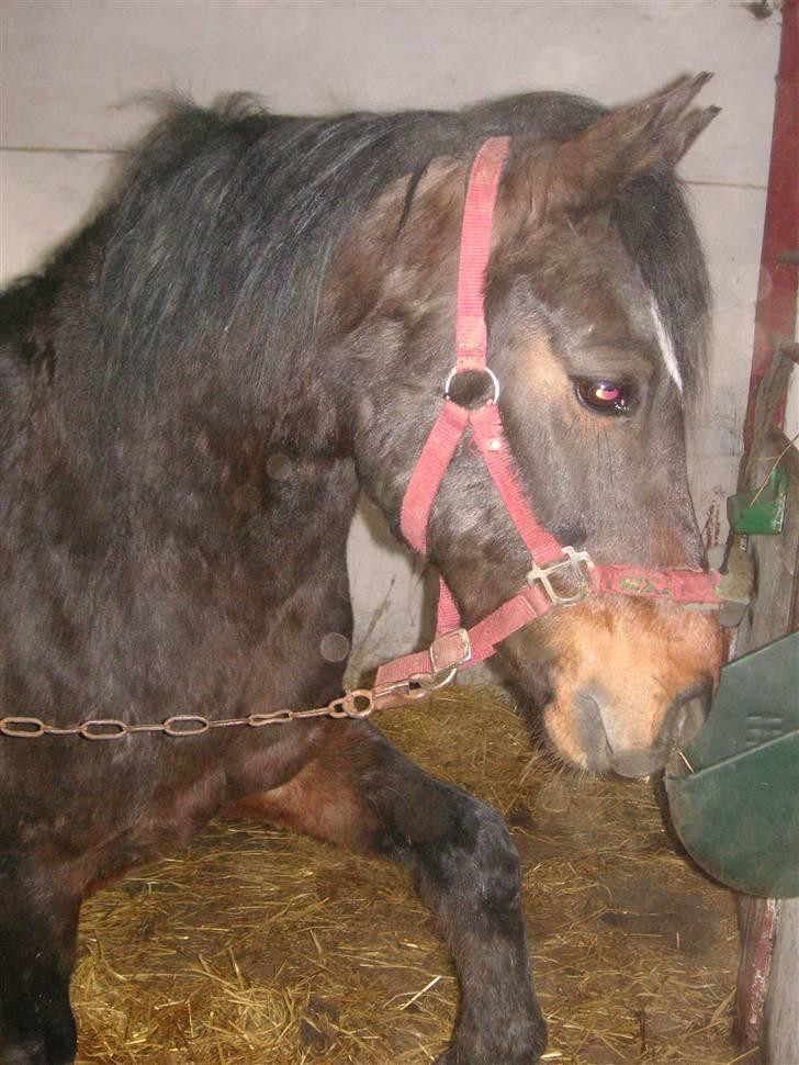 DSP Prins *har reddet* billede 20