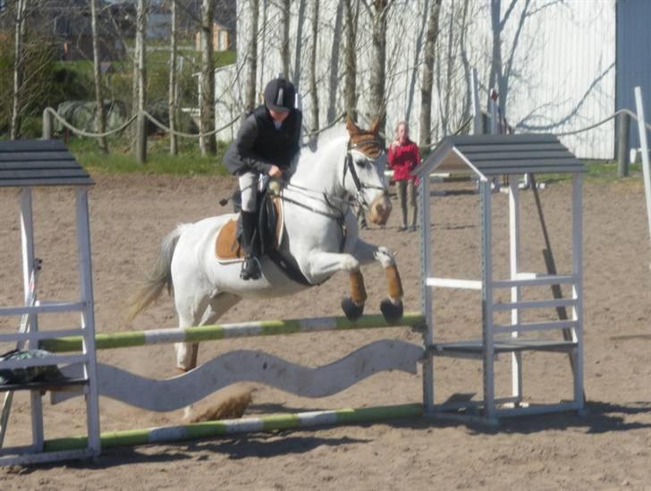 Anden særlig race chili billede 19