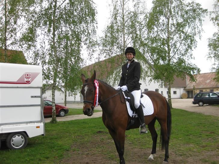 Traver Here To Stay - Stay med hendes allerførste roset. Vundet i LD1 billede 8