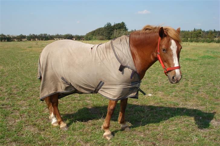 Anden særlig race Miss Mille - Mille på marken billede 9
