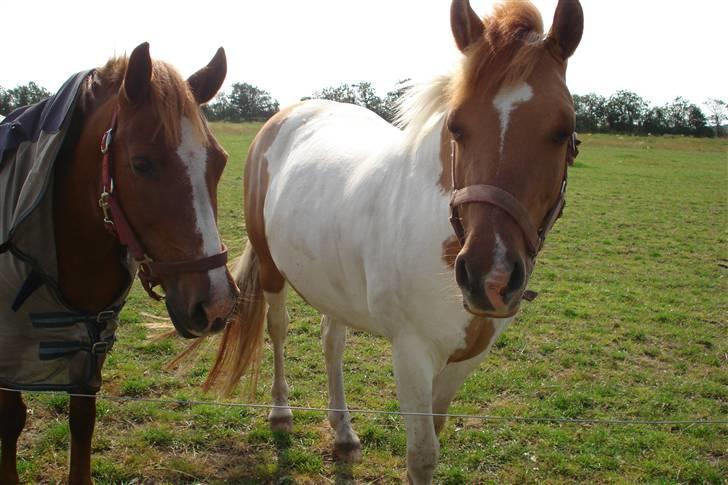 Anden særlig race Miss Mille - Mille og hendes føl Troja billede 10