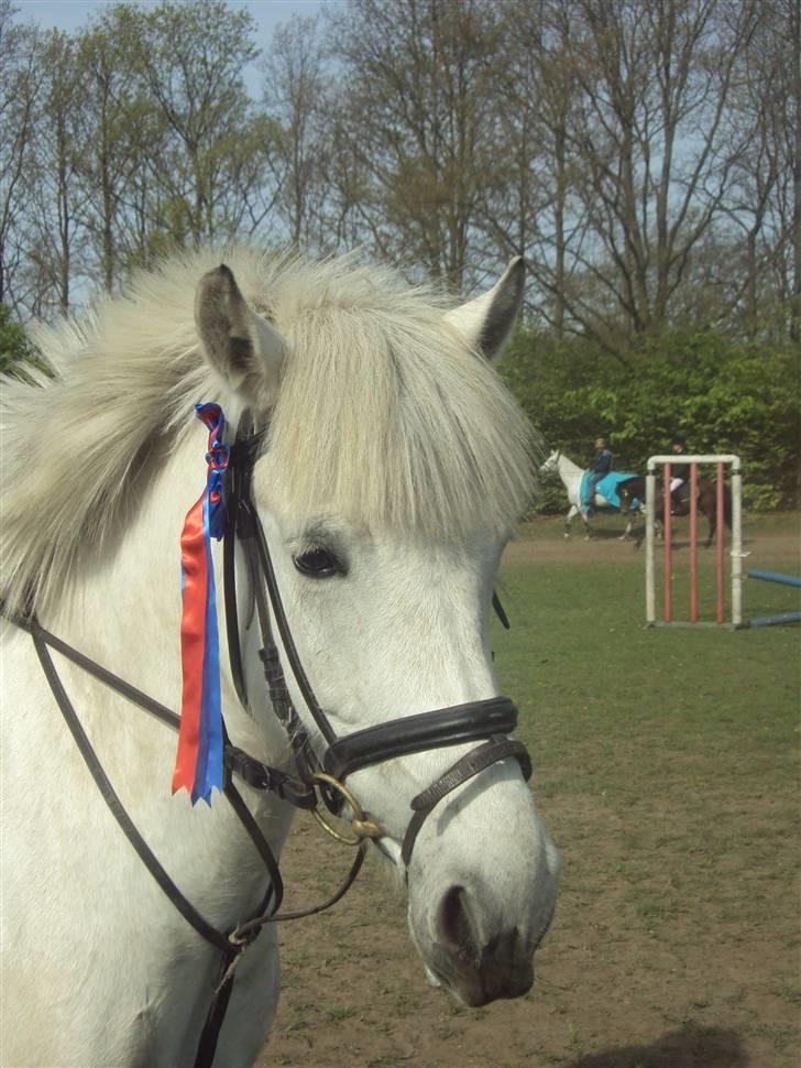 Anden særlig race Zafir billede 1