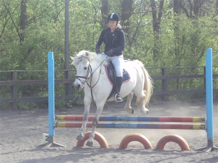 Anden særlig race Zafir billede 2