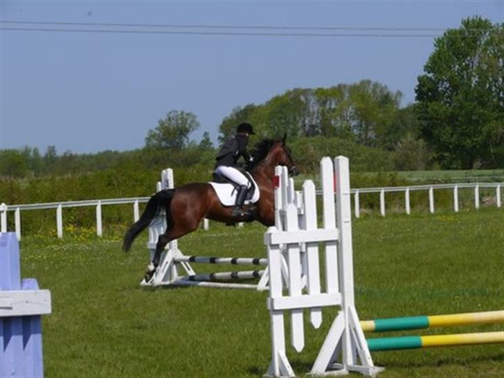 Traver Here To Stay - 2/5-09 En flyvende Stay i vores første springklasse.  billede 10