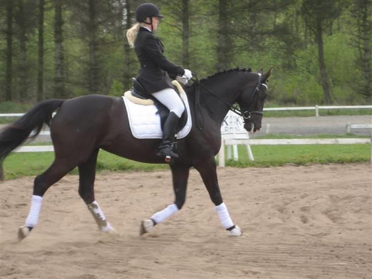 Dansk Varmblod Malue Åbo billede 17