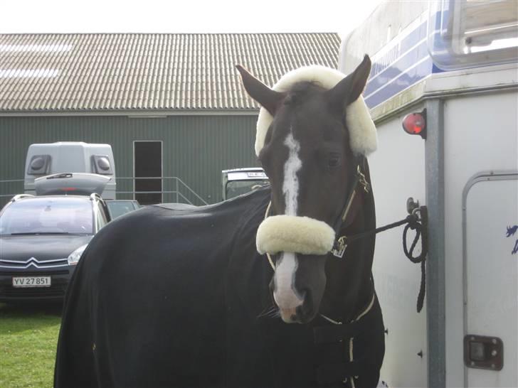 Dansk Varmblod Malue Åbo billede 18