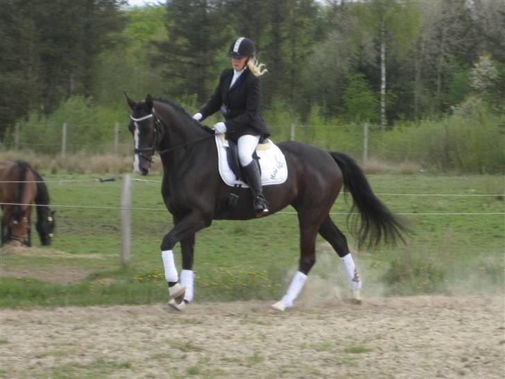 Dansk Varmblod Malue Åbo billede 19