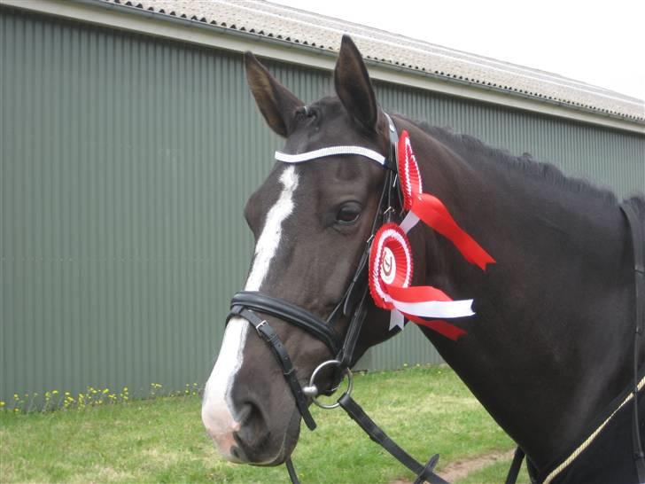 Dansk Varmblod Malue Åbo billede 20