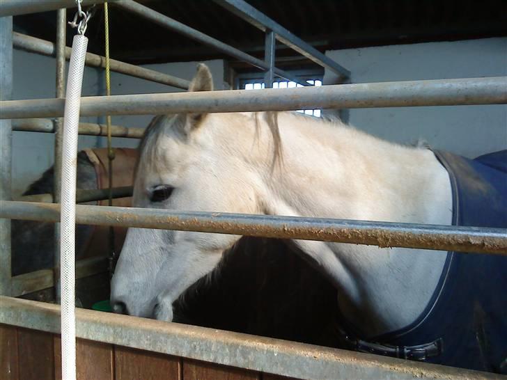 Arabisk fuldblod (OX) Emira Azizah ox ¤Solgt¤ billede 1