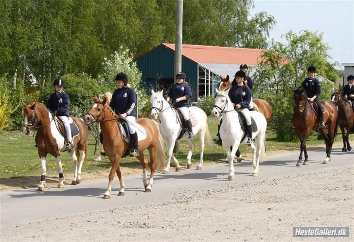 Anden særlig race picasso<3(gl.part:( !!!!) billede 11