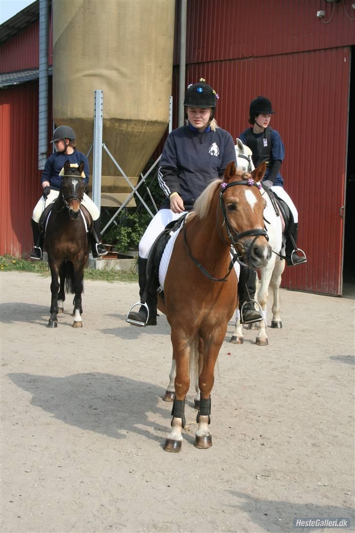 Anden særlig race picasso<3(gl.part:( !!!!) billede 12