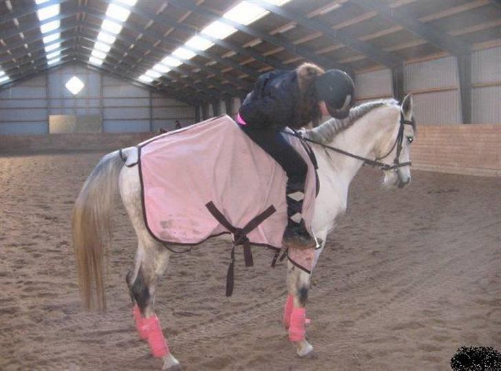 Arabisk fuldblod (OX) Emira Azizah ox ¤Solgt¤ billede 2