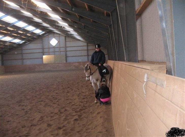 Arabisk fuldblod (OX) Emira Azizah ox ¤Solgt¤ billede 3