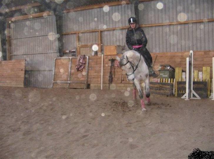 Arabisk fuldblod (OX) Emira Azizah ox ¤Solgt¤ billede 4