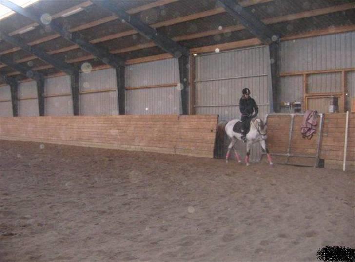 Arabisk fuldblod (OX) Emira Azizah ox ¤Solgt¤ billede 5