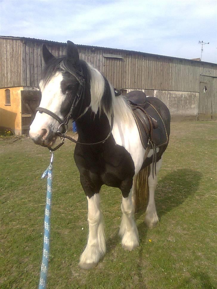 Irish Cob Isabelle billede 17