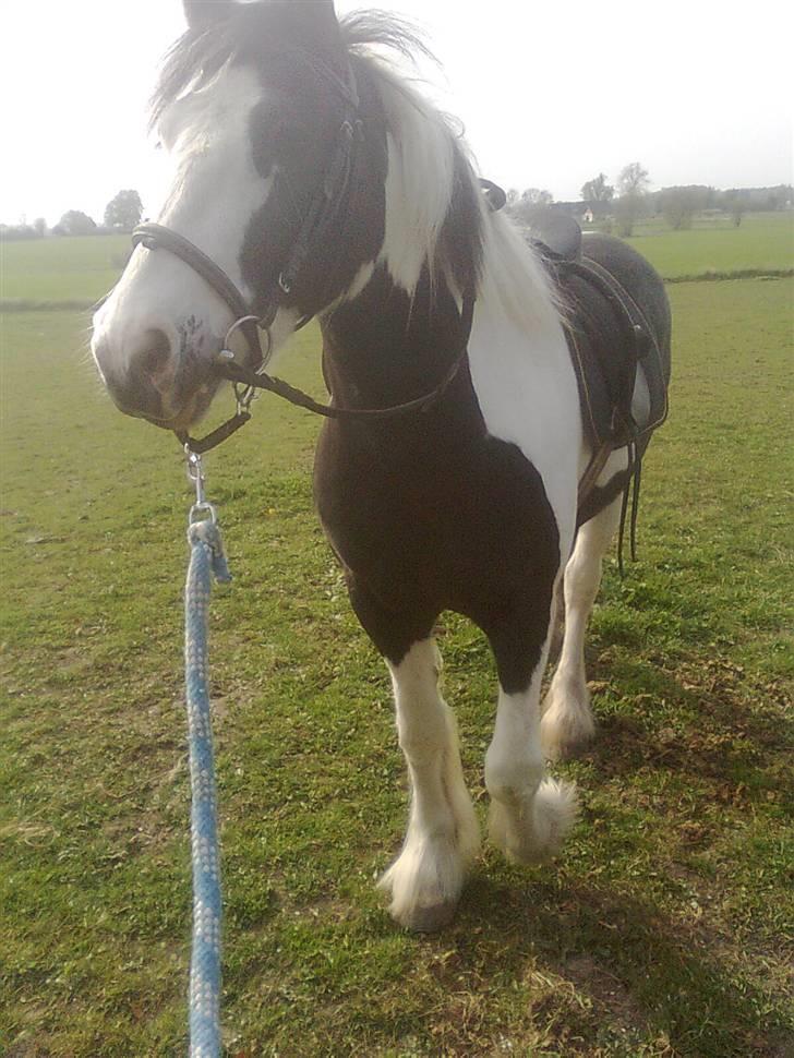 Irish Cob Isabelle billede 18