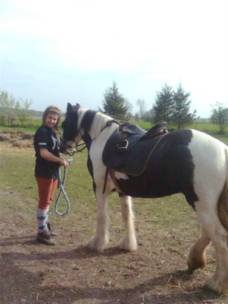 Irish Cob Isabelle billede 19